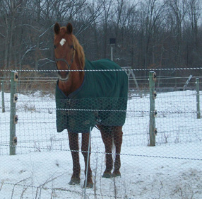 haflinger haflingers dressage ahr dorset dorsets sheep lamb lambs chickens plymouth rock rocks columbian barred silver penciled honeybees honey bees nucs german shepherds border collies michigan akc abca lesperance glaurung mi ohio oh